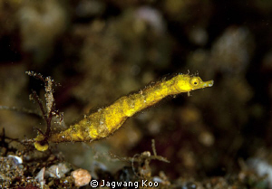 pipe horse by Jagwang Koo 